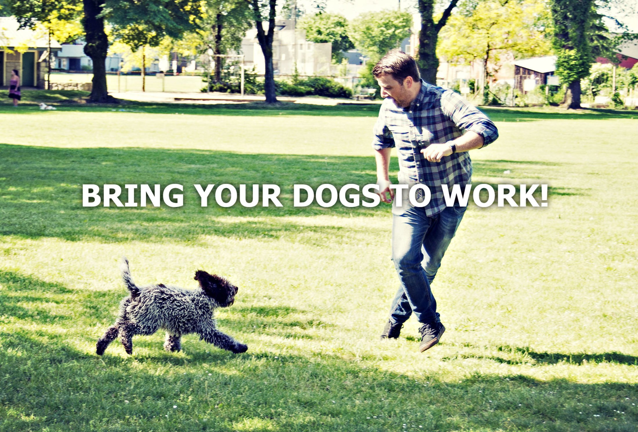 Dog-friendly Workplace