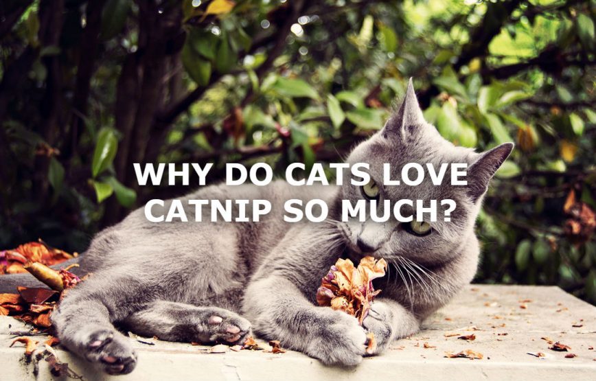MEOWJIUANAWHY DO CATS LOVE CATNIP SO MUCH? SPUD.ca
