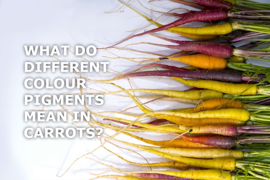 WHAT DO DIFFERENT COLOUR PIGMENTS MEAN IN CARROTS? SPUD.ca