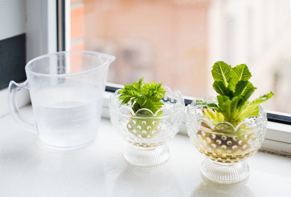 10 VEGETABLES YOU CAN REGROW FROM SCRAP