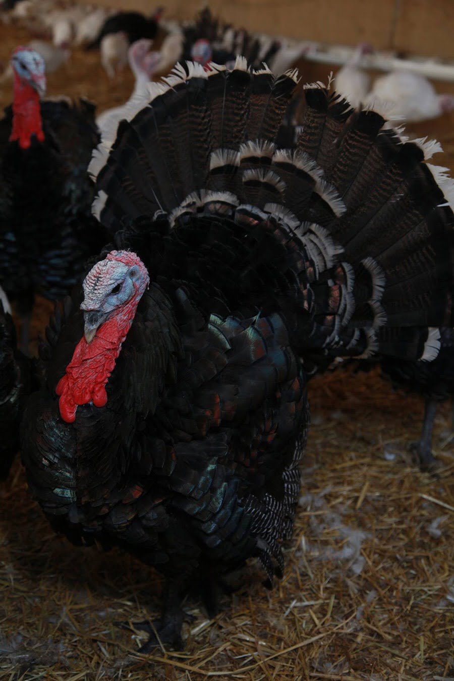 Winters Turkey