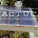 Lactuca