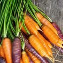 All You Want To Know About Carrots