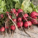 Radishes – The Underappreciated Brassica