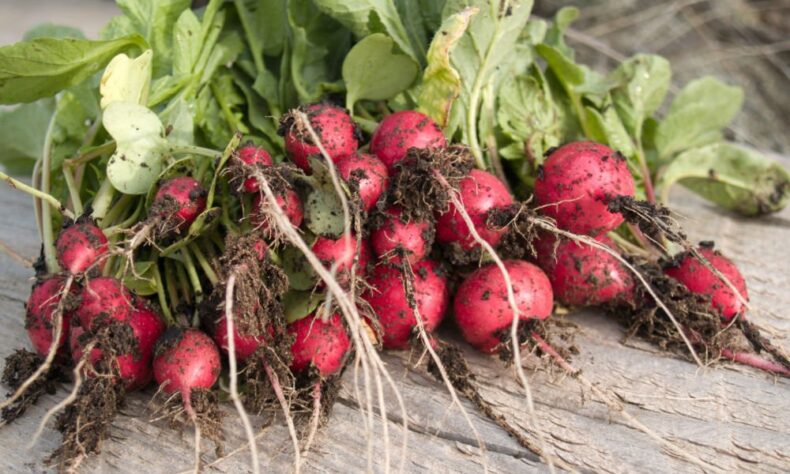 radishes header