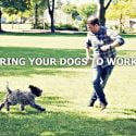 YOUR WORKPLACE REALLY NEEDS TO BE DOG PAWTHORIZED