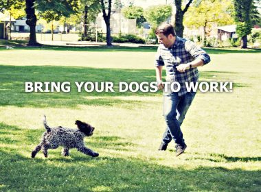 dog-friendly workplace