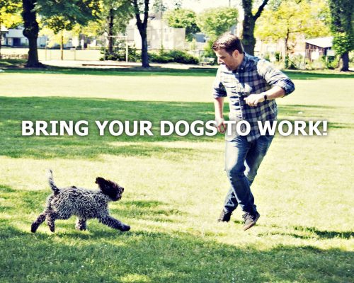 Dog-friendly Workplace