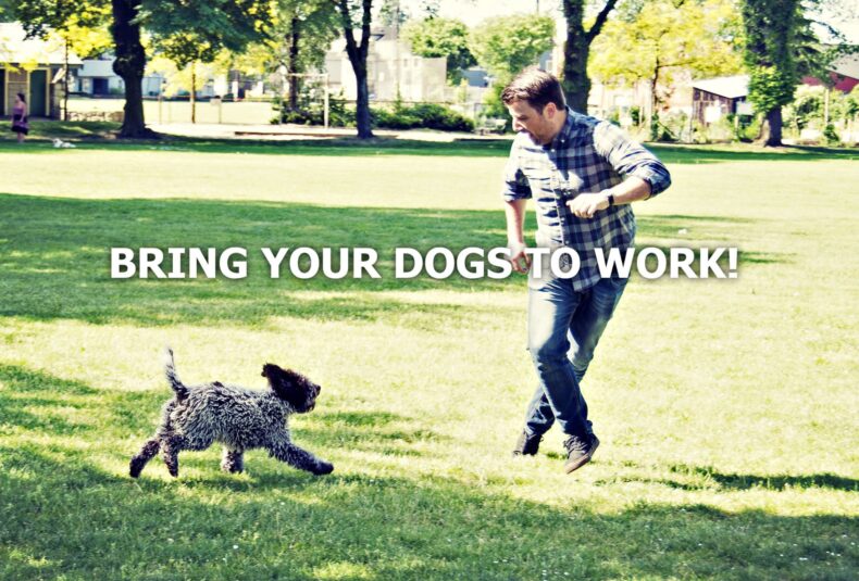 dog-friendly workplace