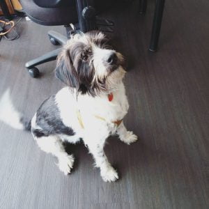dog-friendly workplace