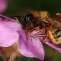 THE BEE WITH THE POLLINATING POWER OF 60 HONEY BEES