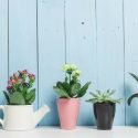 5 HOUSEPLANTS FOR HEALTH & WHERE TO PUT THEM