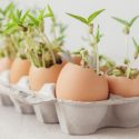 5  Unexpected Ways To Reuse Food Scraps Around The House