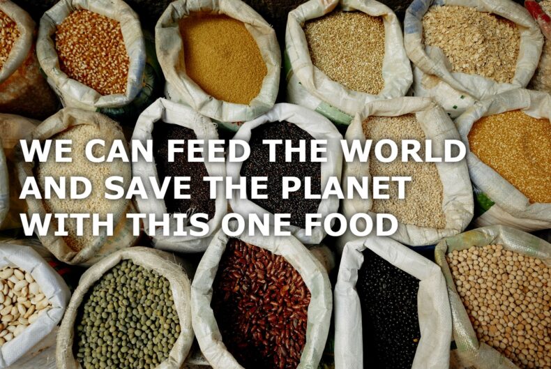 pulses can feed the world