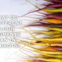 WHAT DO DIFFERENT COLOUR PIGMENTS MEAN IN CARROTS?