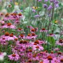 BLAST AWAY SICKNESS THE NATURAL WAY: ECHINACEA