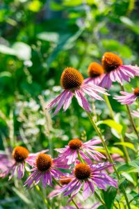 echinacea the natural medicine