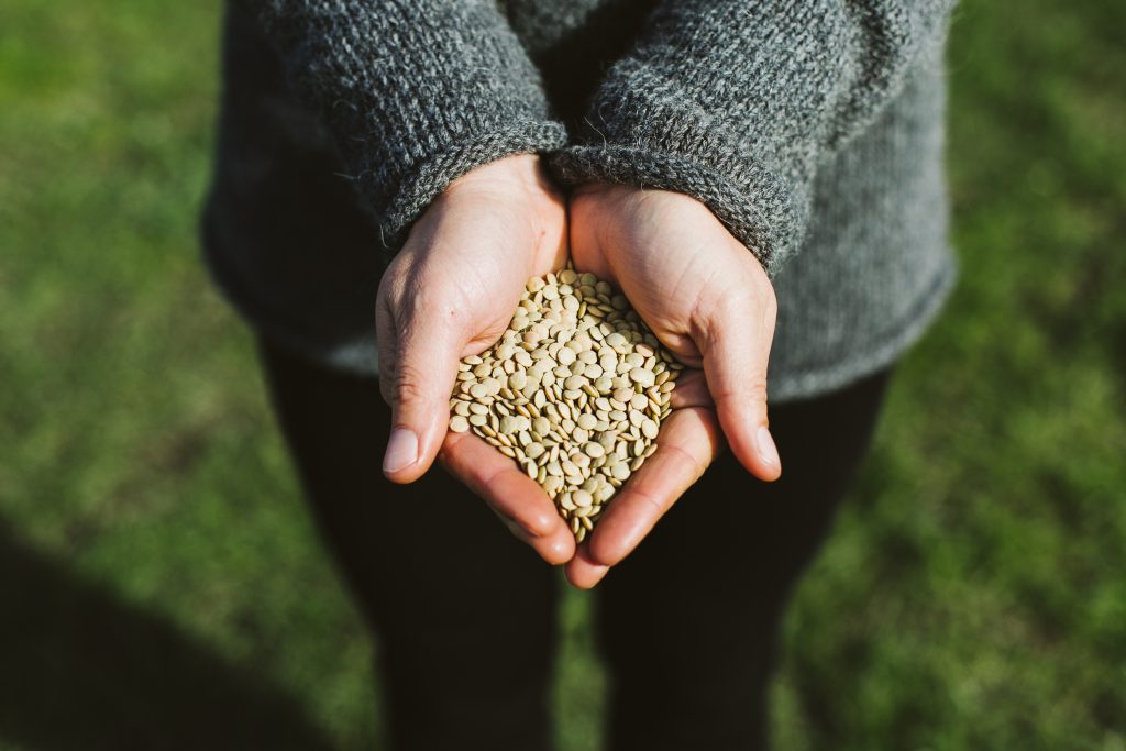 grain-hands-holding-lentils