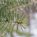 HOW TO MAKE BALSAM FIR SIMPLE SYRUP