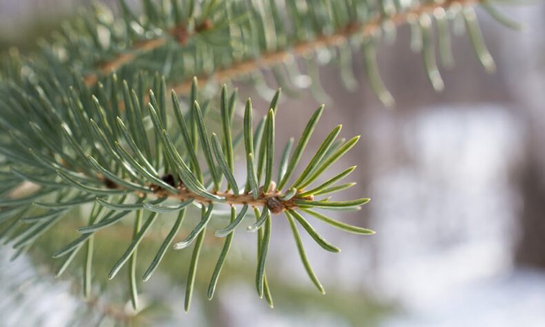 Balsam Fir Simple Syrup | SPUD.ca