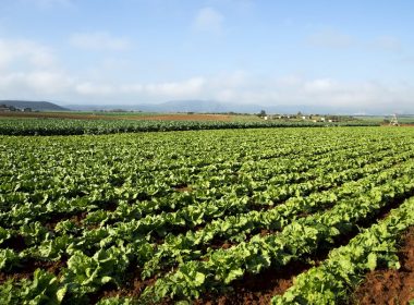 benefits of organic produce