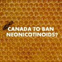 BEES, REJOICE! CANADA PROPOSES BANNING NEONICOTINOIDS