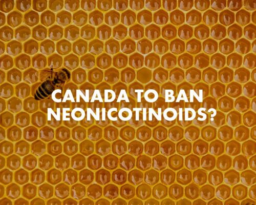 CANADA BANS NEONICOTINOIDS
