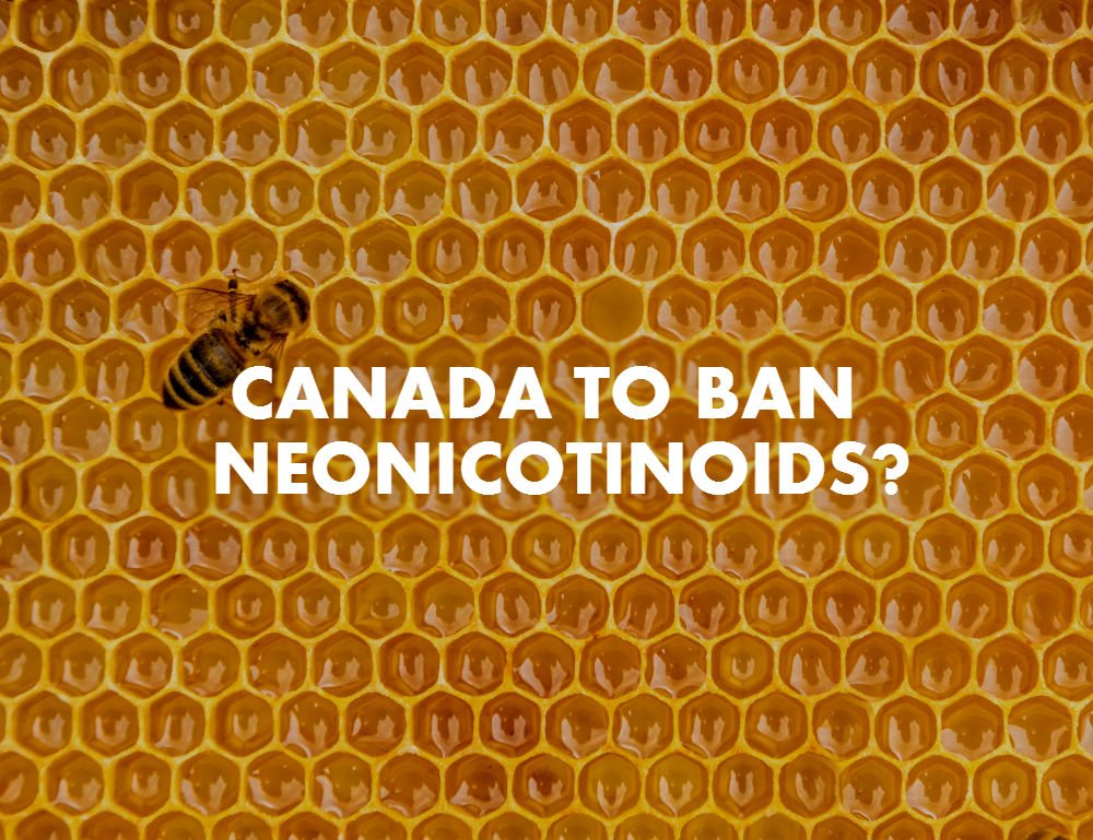 BEES, REJOICE! CANADA PROPOSES BANNING NEONICOTINOIDS