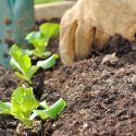 Fight Food Waste With This Guide To Backyard Composting