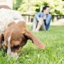 5 EASY WAYS TO GREEN YOUR PET CARE THIS EARTH DAY