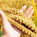 IS MILLET THE NEXT QUINOA? WHICH IS MORE NUTRITIOUS?