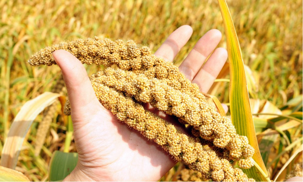 Difference Between Barnyard And Little Millet