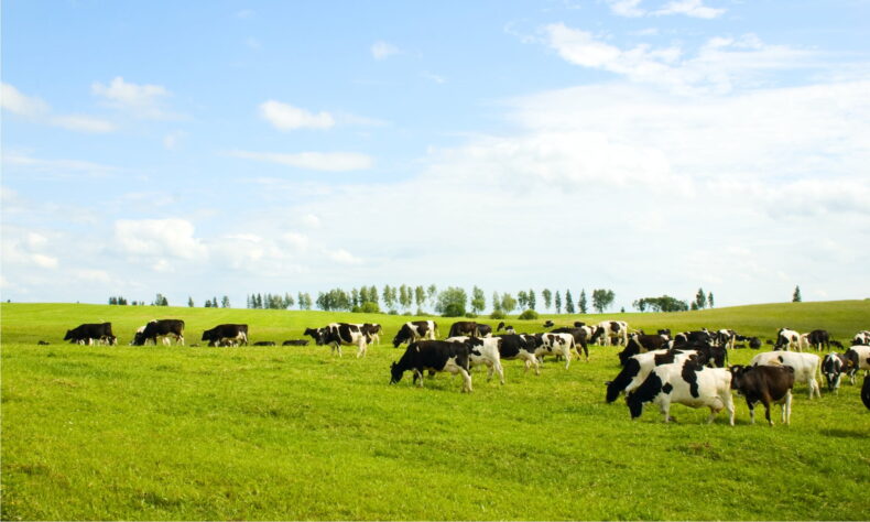 dairy cows