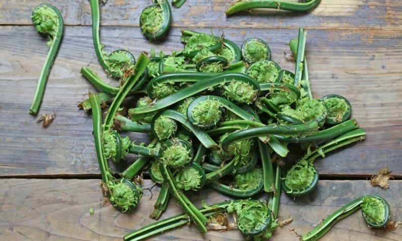 fiddleheads