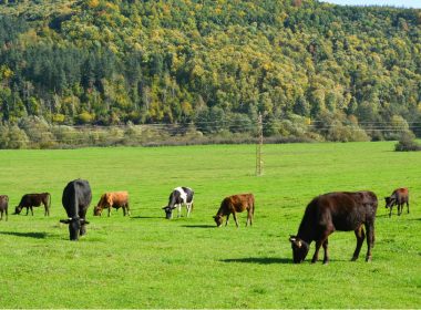 organic meat cows grazing