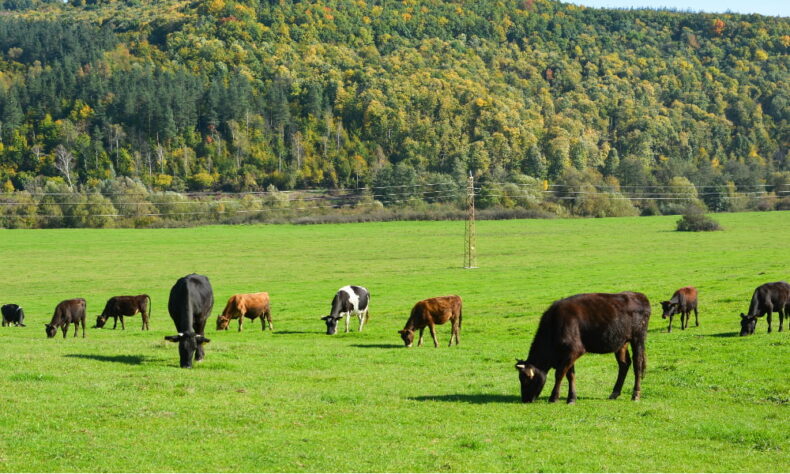 organic meat cows grazing