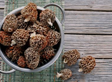 morel mushrooms