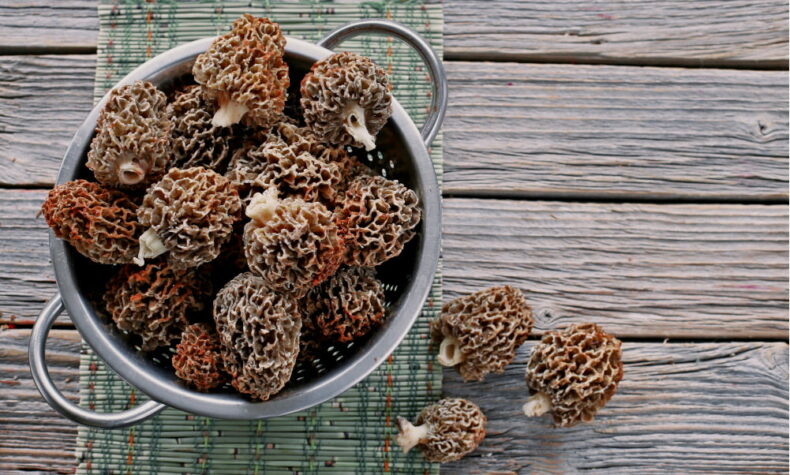 morel mushrooms