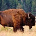 SO WHAT’S THE DEAL WITH BISON?