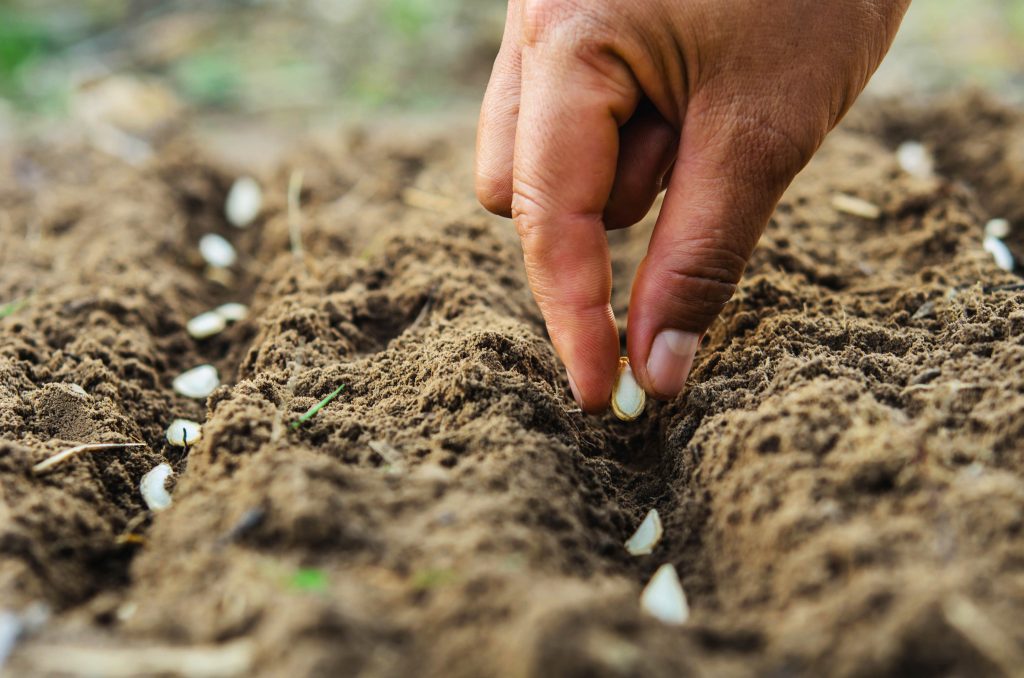 organic seed soil