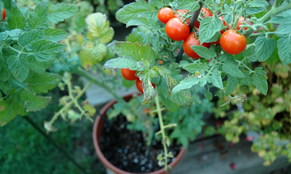 5 EASY + HEALTHY PLANTS YOU CAN GROW AT HOME