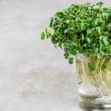 MICROGREENS: ARE THEY WORTH THE EXTRA PENNY?
