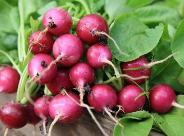 Roasted Radishes