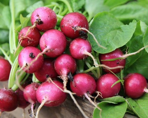 Roasted Radishes