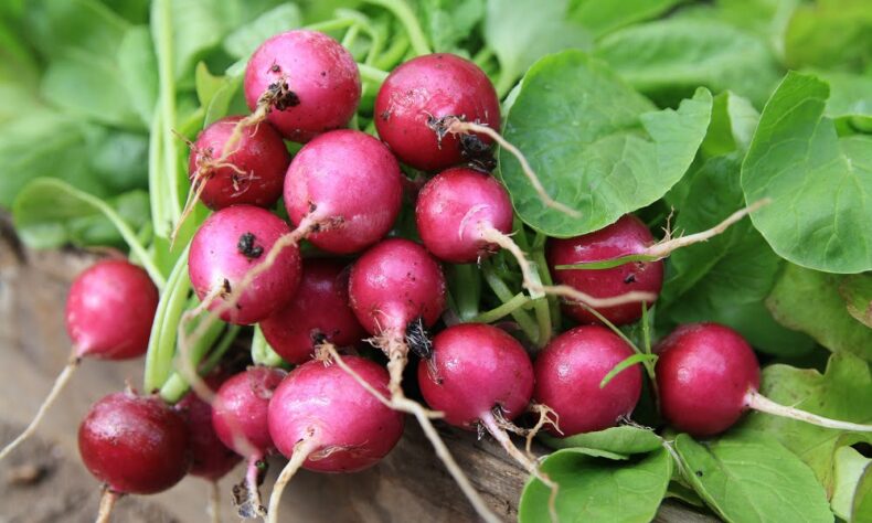 Roasted Radishes