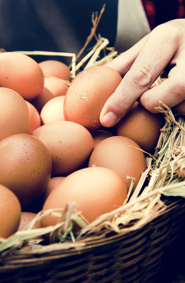 ORGANIC EGG CERTIFICATIONS