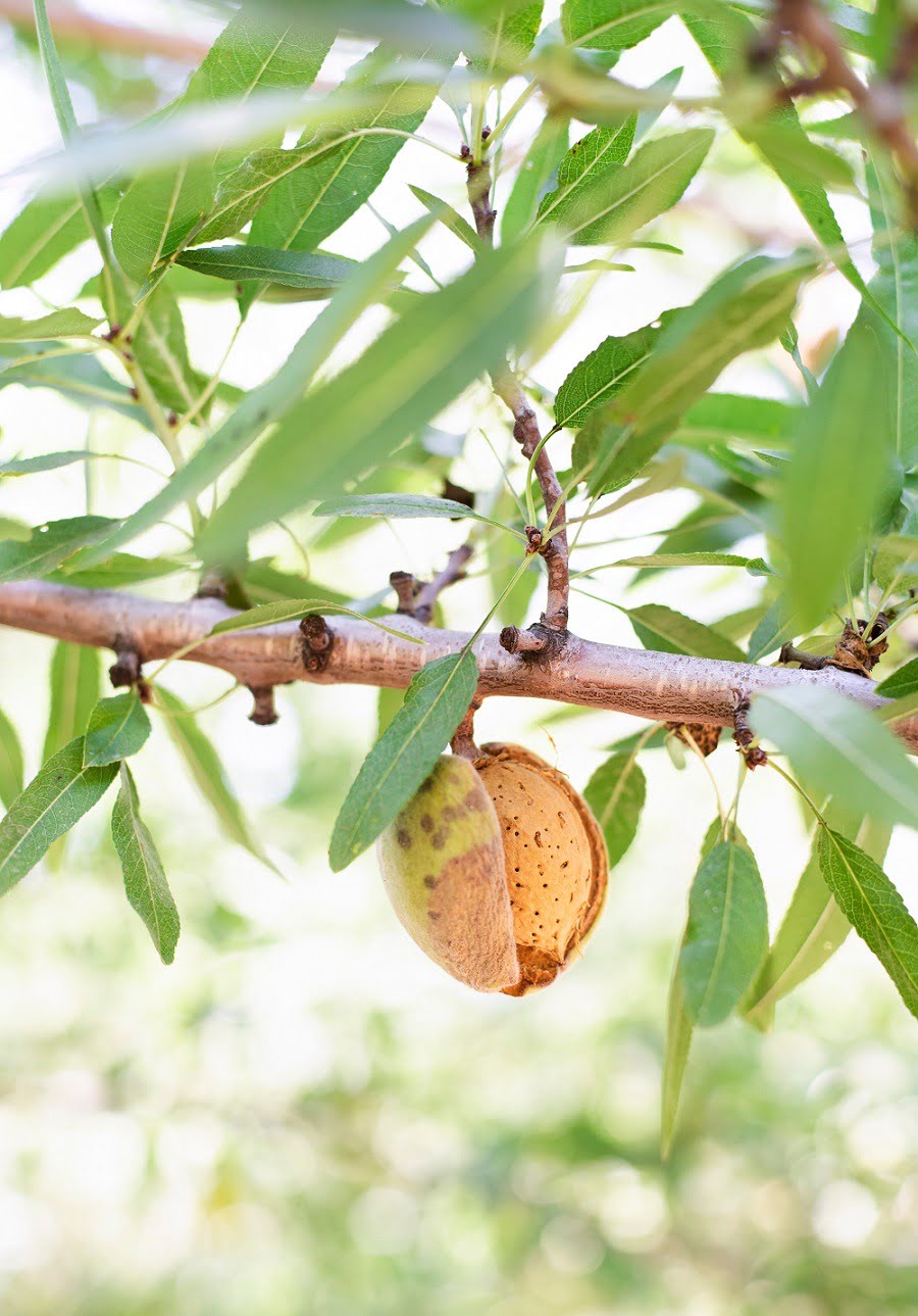 almond tree transitional farming