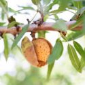 WHAT ARE TRANSITIONAL ALMONDS?