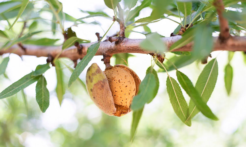 WHAT ARE TRANSITIONAL ALMONDS?