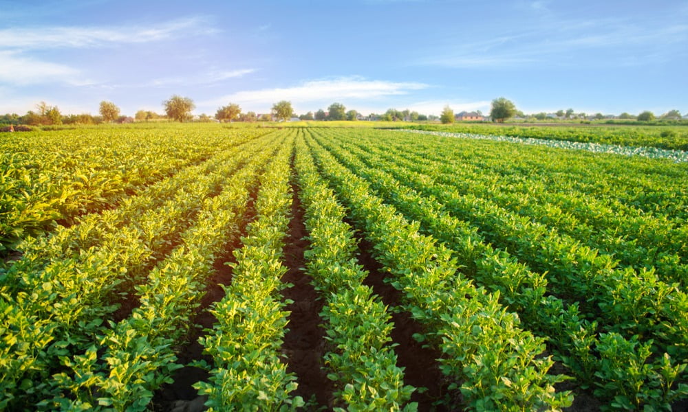 YOUR GUIDE TO LOCAL, SEASONAL PRODUCE